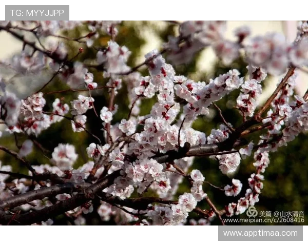 凯发直播网娱乐：优质的客户服务保障用户在直播中的每一次体验